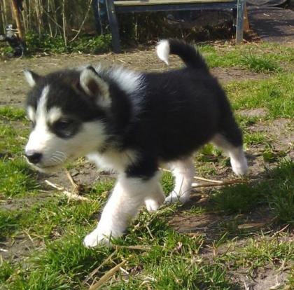 Traumhaft schöne Husky - Welpen