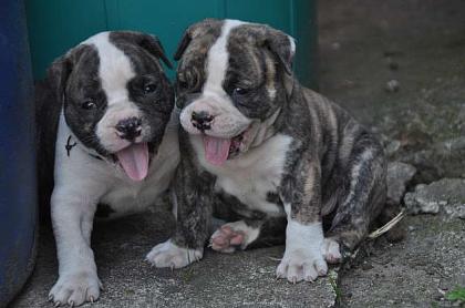 Wunderschöne American Bulldog Welpen
