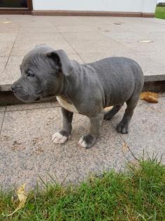 Staffordshire BullTerrier Welpen VDH-FCI