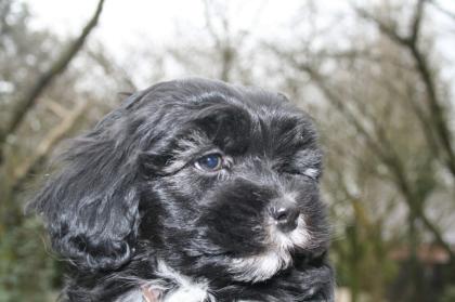 Tibet Terrier Welpen Sehr gut versorgt mehrere farben