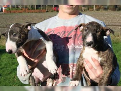 Miniature-Bullterrier Welpen extra Auslesegesundheitszucht nur in allerbeste Hän