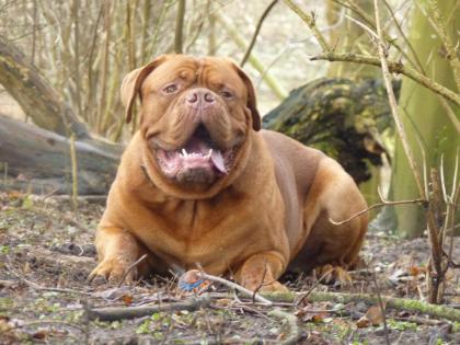 Ein Traumhafter Bordeaux Doggen Deckrüde voll Untersucht kerngesund steht geeign