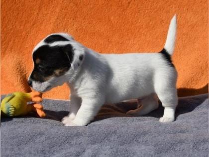 Netter Jack Russell Welpen