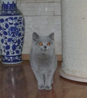 Bkh kitten
