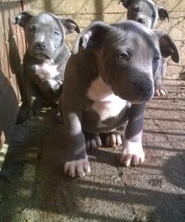 Niedliche reinrassige American Staffordshire Terrier Welpen
