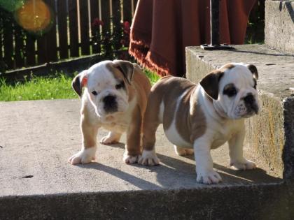 Qualität english bulldog welpen mit FCI Stammbaum