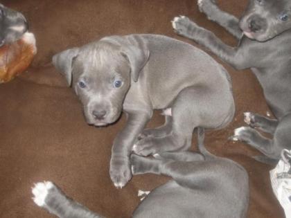 Staffordshire Bullterrier Welpen