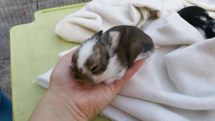 Putzige Baby Zwergwidder Kaninchen in Außenhaltung