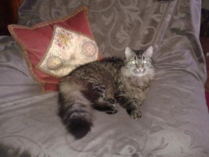 Zwei Kater aus Altersgründen abzugeben