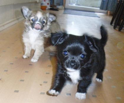 Süsse Verschmuste Chihuahuawelpen mit Stammbaum