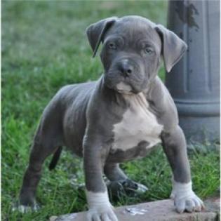 American Pit Bull Terrier Welpen