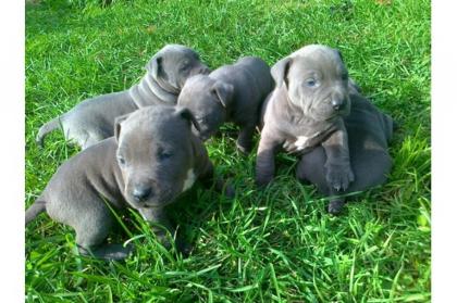 Reinrassige Pitbull welpen