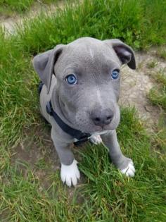 American Pit Bull Terrier welpenAmerican Pit Bull Terrier welpen