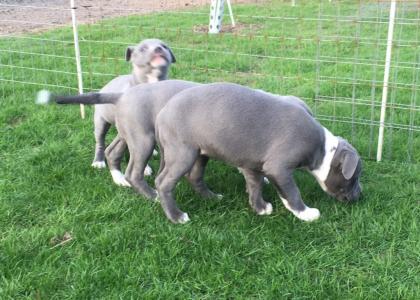 Reinrassige. Pit Bull /Blue line