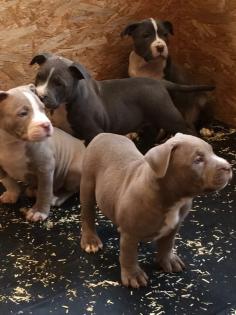 American xl bully welpen suchen ein neues zuhause