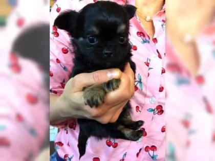 Chihuahua Welpe zum verlieben.