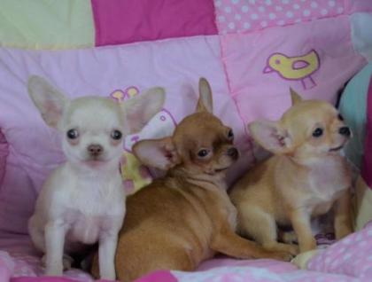 Echte Mini Chihuahua Welpen kaufen
