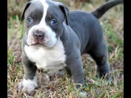 Reinrassige American Pitbull