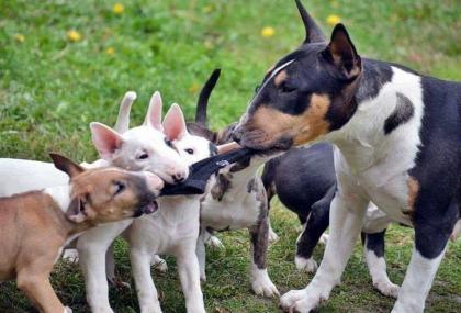 Miniatur Bullterrier Welpen mit Ahnentafel / VDH/ GBF Papiere