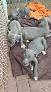 Wunderschöner American XL Bully Blueline Welpen