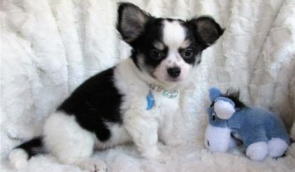 Mini Chihuahua Welpen Langhaar und Kurzhaar jjj