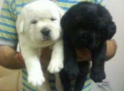 Bildschöne Labrador Welpen mit Papieren. ,