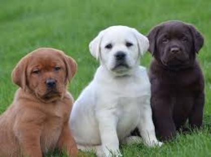 Bildschöne Labrador Welpen mit Papieren. ,