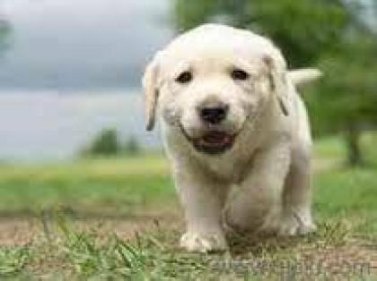 Bildschöne Labrador Welpen mit Papieren. ,
