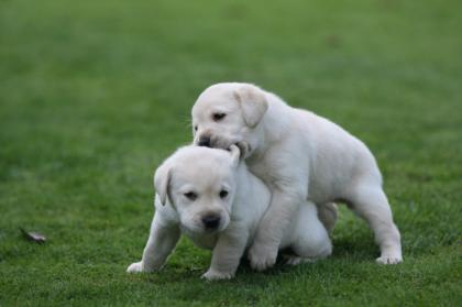 Charming männliche und weibliche Labrador Retriever Welpen,