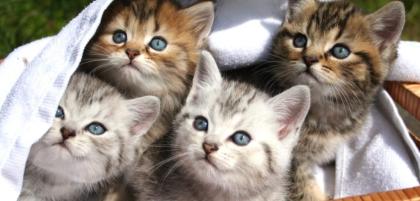 4 Traumhafte Bengal Katzenbabys von Zucht suchen neue Heimat
