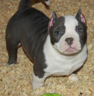 Kräftige Pitbull Blue Line Welpen 2 Rüden, 2 Weibchen