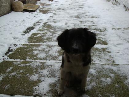 Jack Russell Mix abzugeben