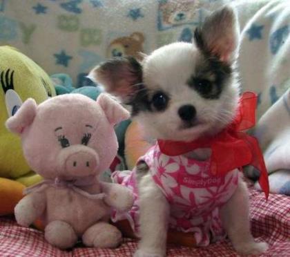 Mini Extraklass Chihuahua Welpen mit FCI