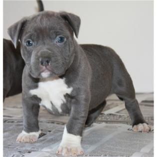Reinrassige American Pitbull