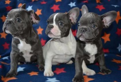 Bildschöne- Französische -Bulldoggen