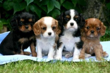 Cavalier King Charles Spaniel Welpen