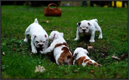 Qualität englisch bulldogge Welpen mit FCI Stambaum