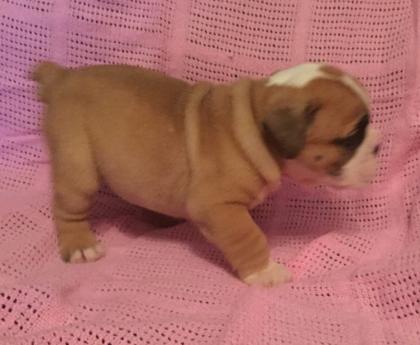 Englisch Bulldog Welpen