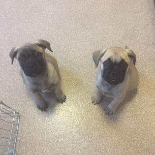 Atemberaubende Bullmastiff Welpen
