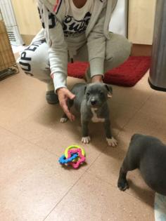 Erstaunliche blaue Staffordshire-Bullterrier-Welpen