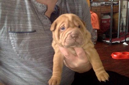 Sharpei Welpen