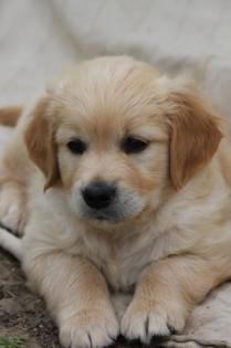 Bildhübsche Golden Retriever Welpen sehr kinderlieb und verspielt Papiere