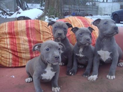 Schöne kräftige Staffordshire Bullterrier Welpen zur abgabe