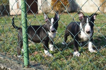 Miniature Bullterrier welpen pll clear Rüden / Hündinnen