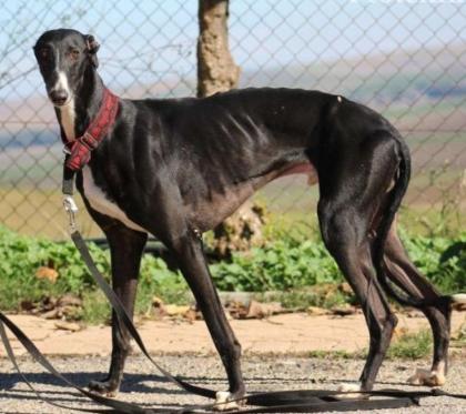 Moises, Galgo, geb 6/2015, katzenverträglich, gechipt, geimpft, kastriert auf Pfleg