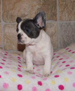Wunderschöne mini French Bulldog Welpen sind noch frei mit Ahnentafel