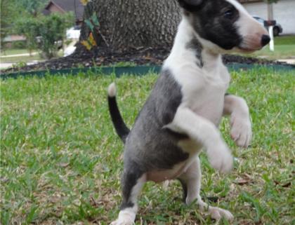 Bildschöne Miniature Bull Terrier mit FCI-VDH Papieren mit Ahnentafel