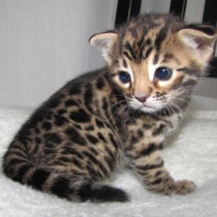 Reinrassige Bengal Katzen