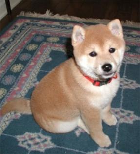 Männlich/weiblich Shiba Inu Welpen