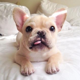 Stammbaum Welpen Französische Bulldogge